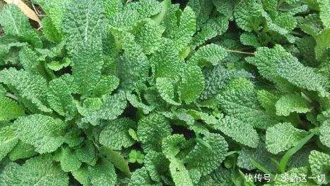 蛤蟆草|提个醒在路边遇见这种野草，一定要拔回家，现在知道还不晚