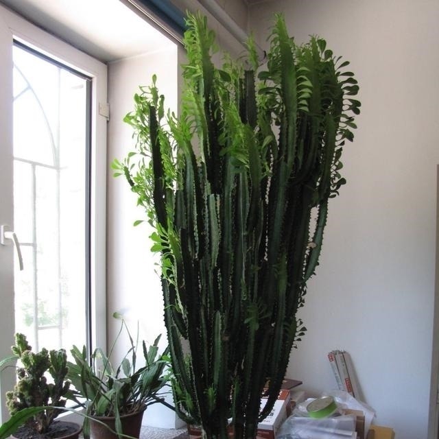 花长寿花|这7种花不浇水长的快,越浇水越养不活,看完还不赶紧停手吗?