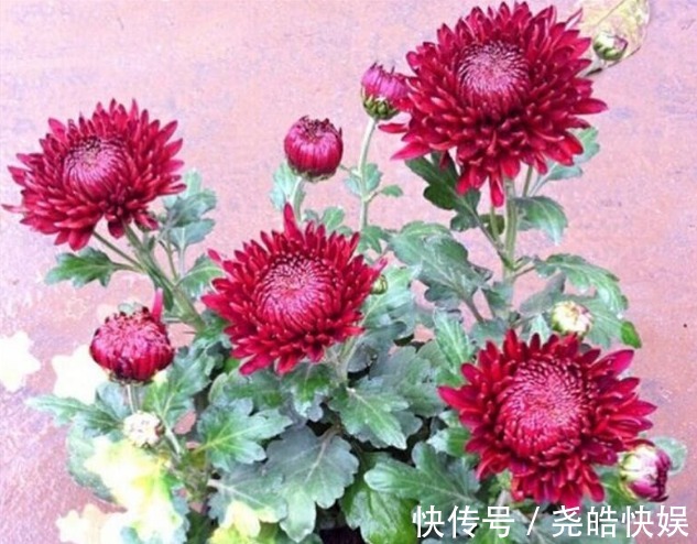 如何延长菊花的花期谨记“3诀窍”,花大色艳,持久开花多30天