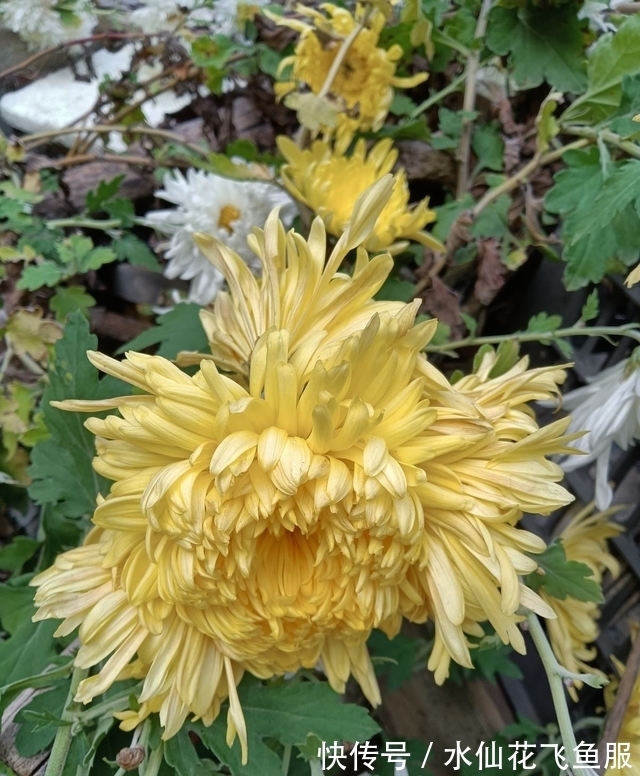 农历9月12寒露后，养什么花？以下3种花，事事顺心幸福长伴