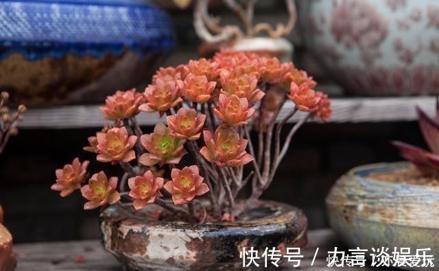 根系好的多肉,平时有这3种表现,及时培养快速长成老桩