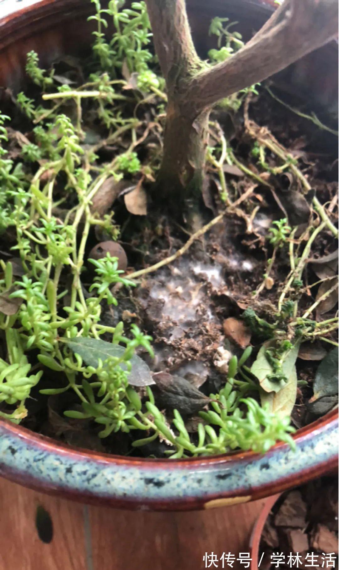 养花技巧：花盆里出现这个，抓紧换盆，不然一浇水就死翘翘