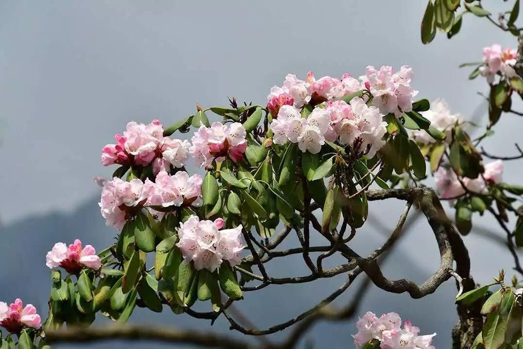 低薪|春花秋月、夏蝉冬雪，与你一起看遍柞水的春夏秋冬