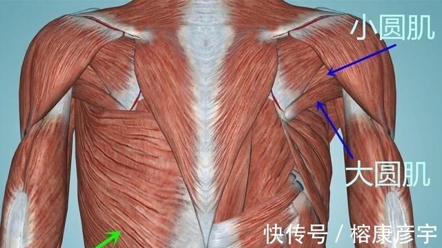 健身|健身完身上酸好几天，但就是不长肌肉怎么办？这几点才是最重要的