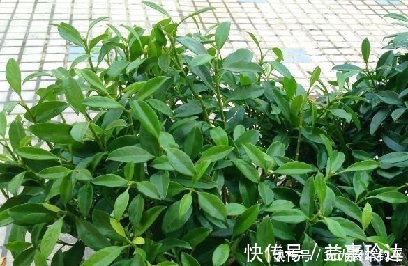 爆盆|“耐干旱”的3种花,即使40天不浇水,一样“爆盆”,生长快!