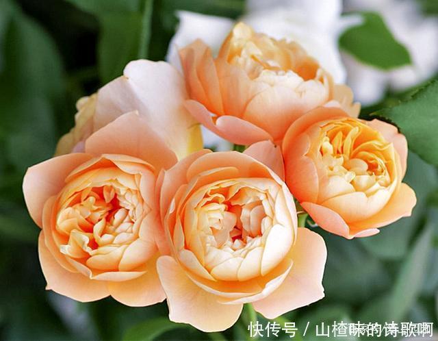 奥斯汀月季中的精品之作,好看、浓香,还不爱生病