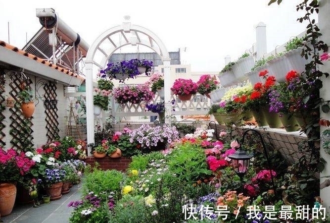 这五种花适合这个季节种植,花期长、花量大,不但漂亮且方便好养