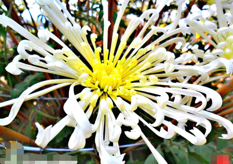 喜欢菊花，就养盆“菊中珍品”玉龙腾飞，似凤尾蟠龙，高贵霸气