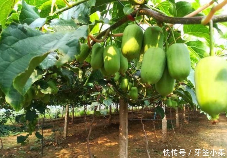 家里有院子，4种果树别嫌弃，好看好养活，比养花强