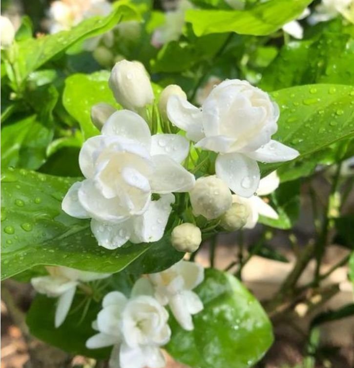 4种花好养易活,旺财又养人,开花红红火火,旺财又旺运!