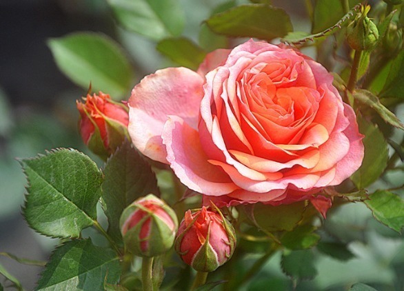 花心|养个品种丰富,很适合夏季养活的花卉,花色好看还好养活