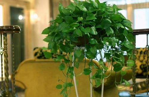 都知道啤酒养花好，然而，没掌握住“浓度配比”却会出大事