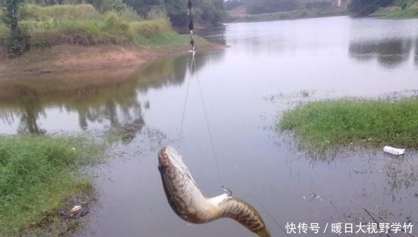 饵料|黑鱼怎么钓?用什么饵料钓最好?