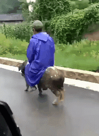 |搞笑GIF:哥们,你这坐骑厉害了,出门回头率很高