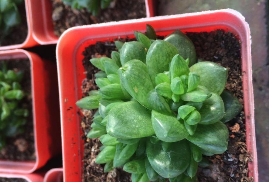 地方|天气渐热,盆栽多肉这3地方该小心了,不然度夏难、化水易