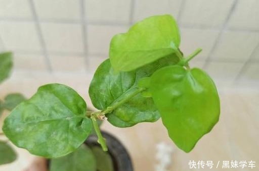 茉莉花开完花后,顺手多做一步,半个月后又能再开一茬花!