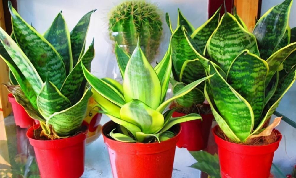 虎皮兰叶黄,枯萎,教你三个小诀窍,1星期就往上窜5厘米