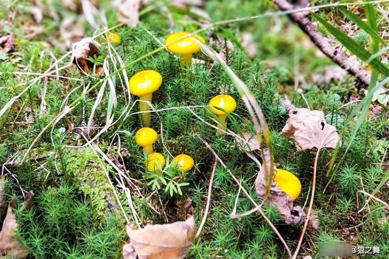 营养物质|生在松林里,曾误认含毒不能吃,如今58元1斤,可惜农村也少见了