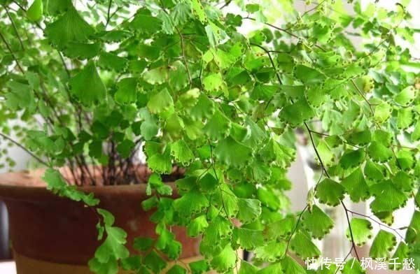 3种花，就是“水桶”，浇水越勤快，生长越旺盛，绿油油一整年！