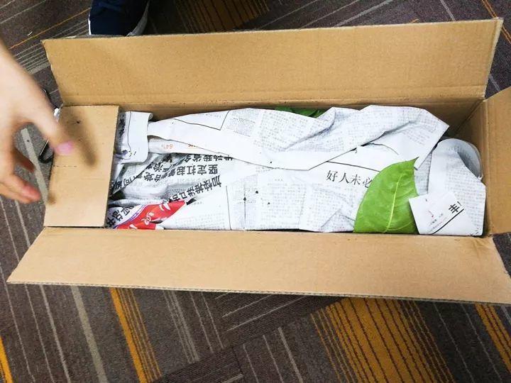 一开就是大半年,枝条沾水就活,根比萝卜还粗!