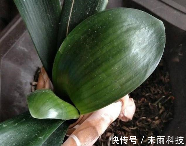 饼肥|家里养君子兰,一个施肥小技巧,叶片长得又厚又大,花开得非常多