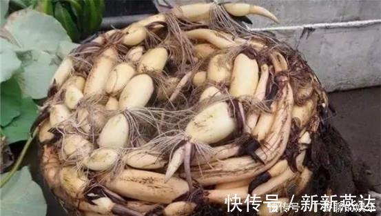 绿油油|农村的莲藕不长在池塘而种在桶里，一桶能吃半年