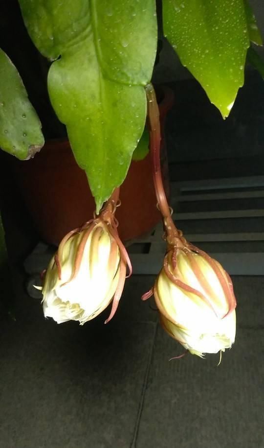 喜欢在室外养昙花注意不好这几点,烂根是常态