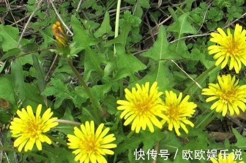 淡化|蒲公英和此物一起泡，睡前喝一杯，淡化色斑皱纹，眼睛越来越明亮