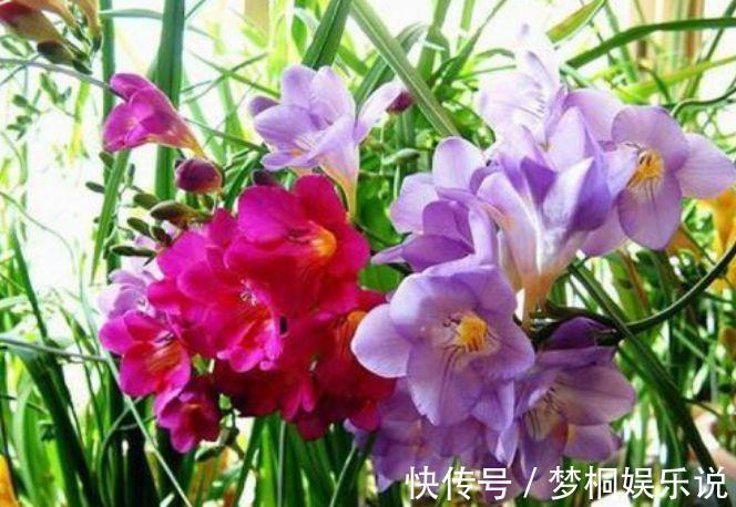 开花最香的4种花,家里养一盆,开花多、长得快,花团锦簇