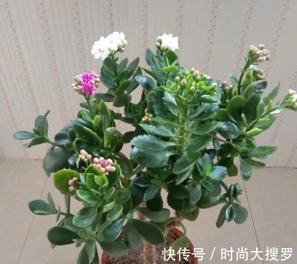 嫁接|养长寿花,用这法,1年就能成老桩,开满五色花,独特又吉祥