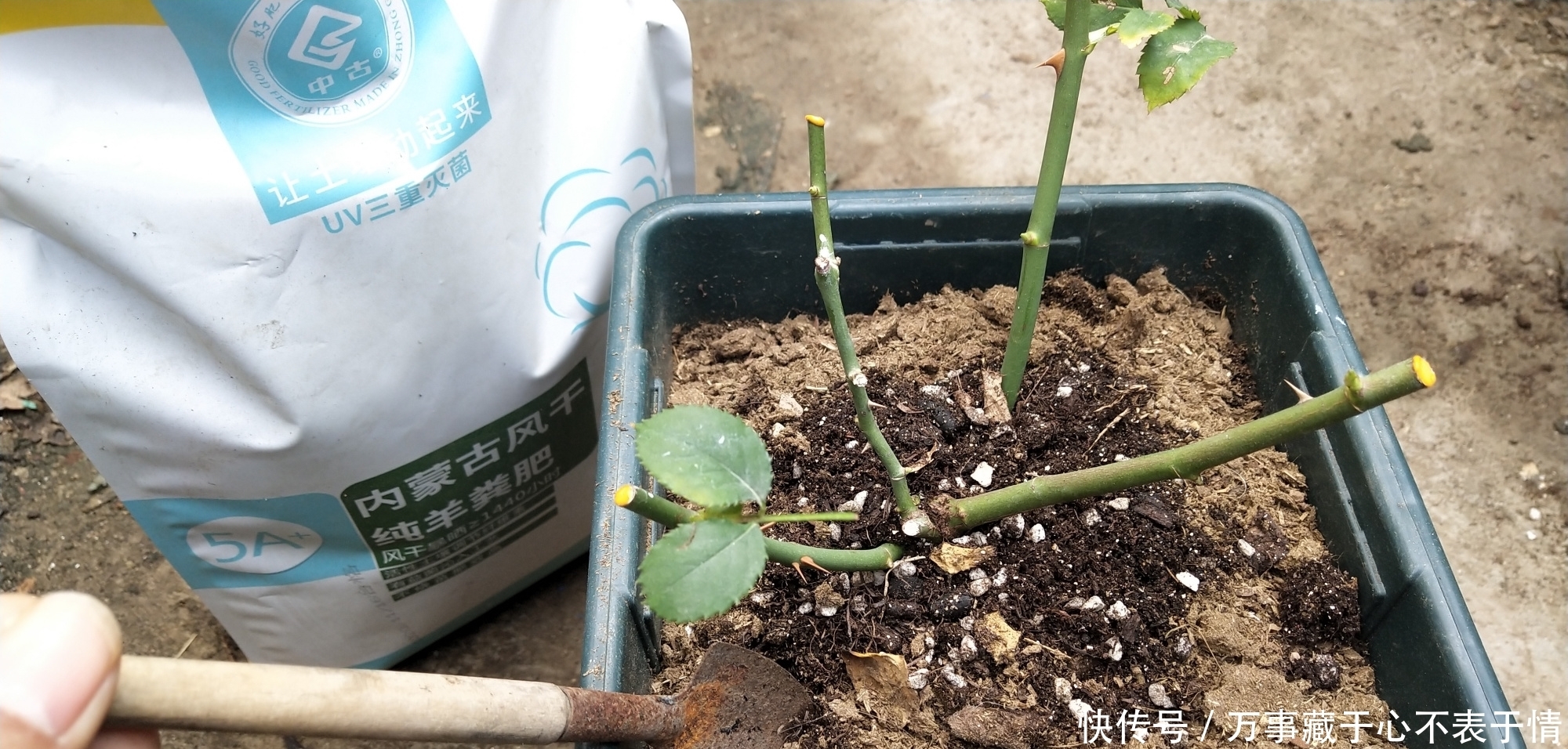 给月季修剪,严格按照四步走,尤其是第三点不能漏