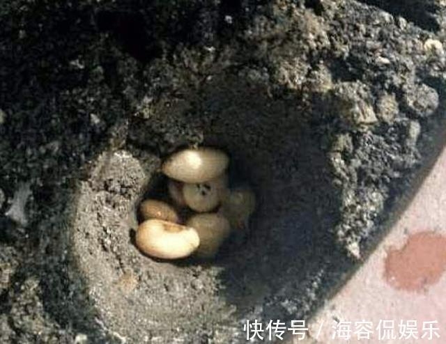 绿萝|什么营养剂、生根水,也不如“6粒它”,放盆底,花卉不缺营养!