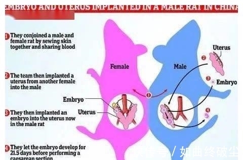 发育|公鼠成功怀孕生崽，男人生孩子还远吗？