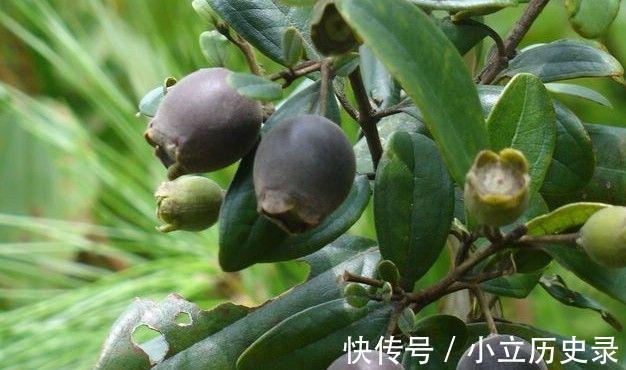 延缓衰老|爱吃的人最长寿,要多吃三种食物,抗疲劳,延缓衰老,早吃早好