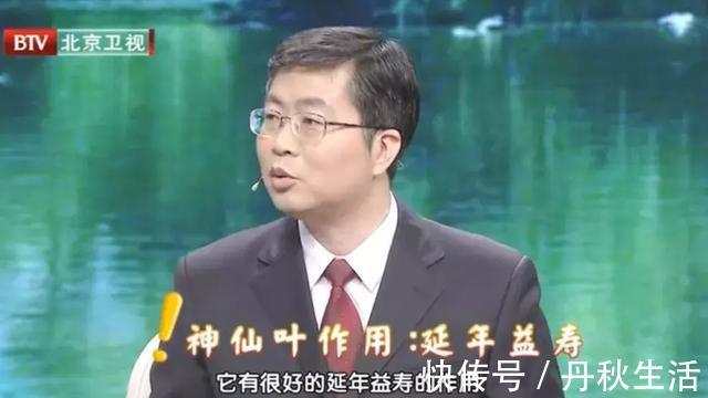 益寿延年|它被誉为“神仙叶”，每天一把泡水喝，三高慢慢降下来，益寿延年