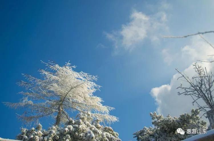 泰山银装素裹后石坞，雪松玉树赛仙境！