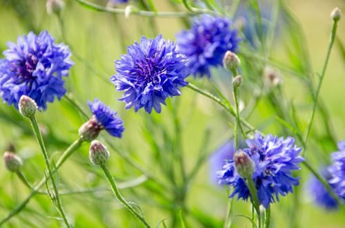 金盏菊|养花试试这几款，漂亮的花，看上去很清凉，超美