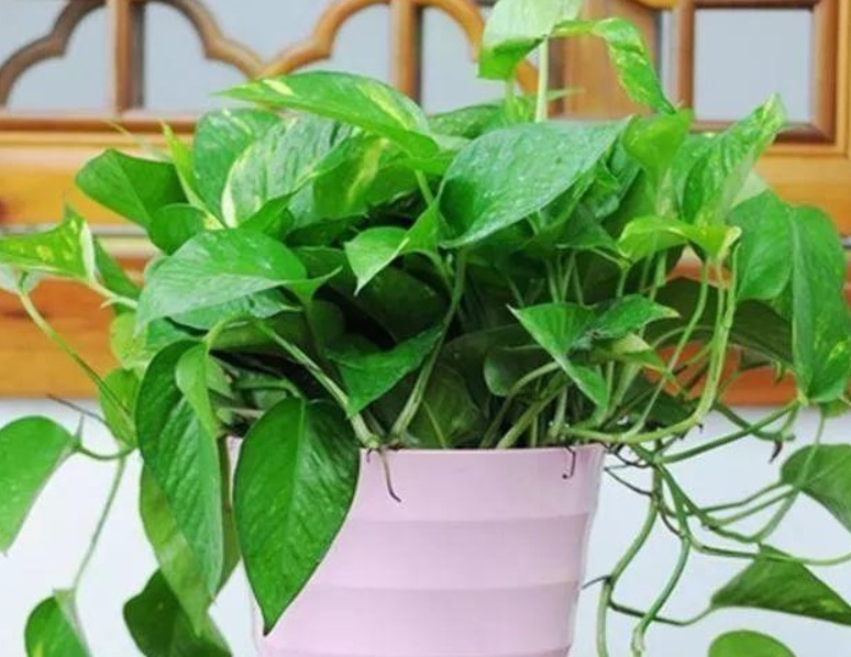 花都是被浇死的,一点不假,学点专业的,让家里的盆栽油光满面