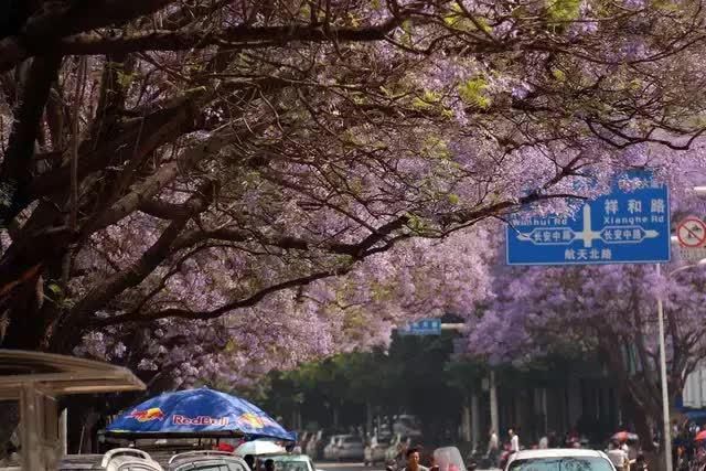 等到四川西昌的蓝花楹盛开，又化身浪漫之地