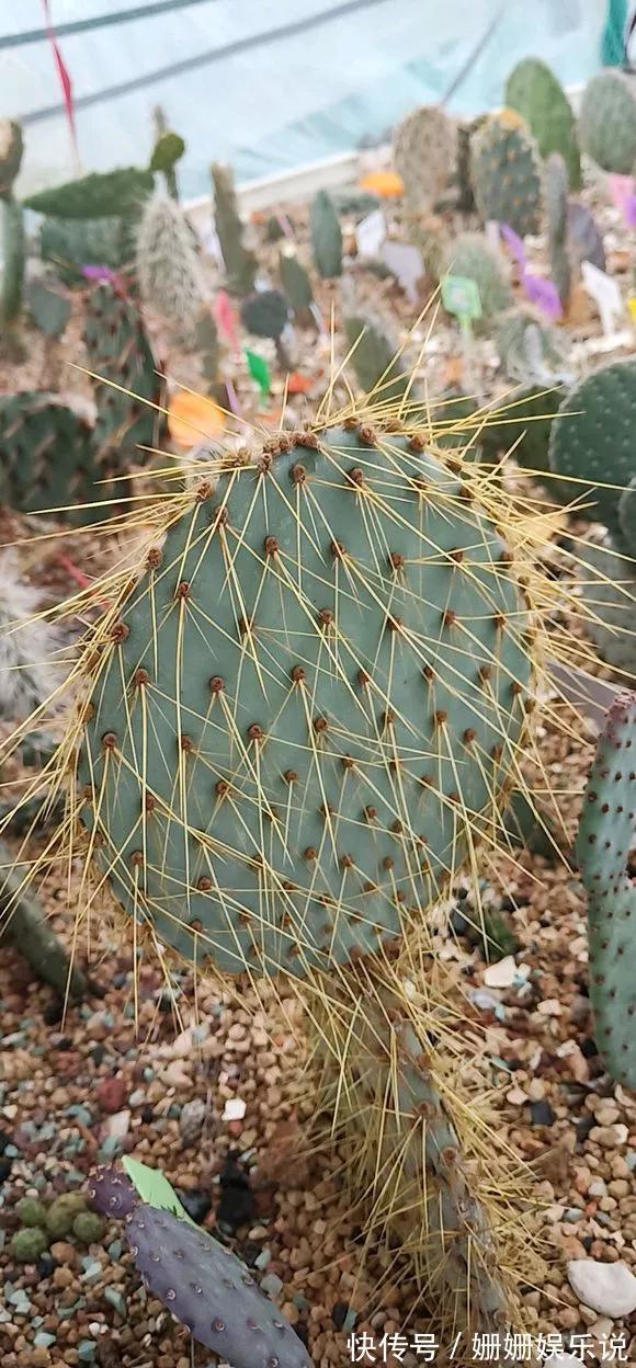 3种“丑花”，长得不怎么样，却能旺运镇宅，关键还好养