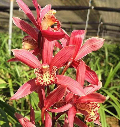  香味|这款兰花号称“爆盆小能手”，花色妖娆，花香味最浓，现正值花期