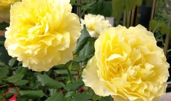 适合阳台种植的盆栽,花大色美仙气十足,有很高的观赏价值