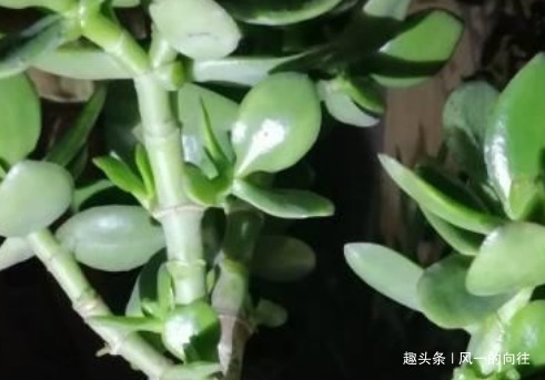 老桩|养玉树要避开这三点,满足它的这些喜好,轻松变身老桩盆景