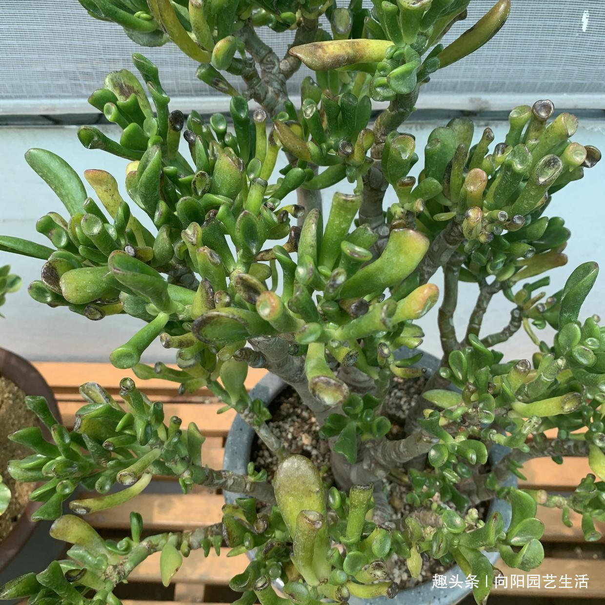 多肉|7年的吸财树,养成“高价盆景”,给辆车都不换,当成传家宝