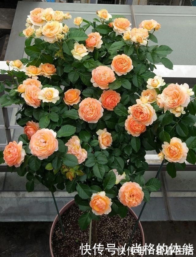 香气|不输果汁阳台，这款阳台盆栽月季，月月花开，香气四溢，值得入手！
