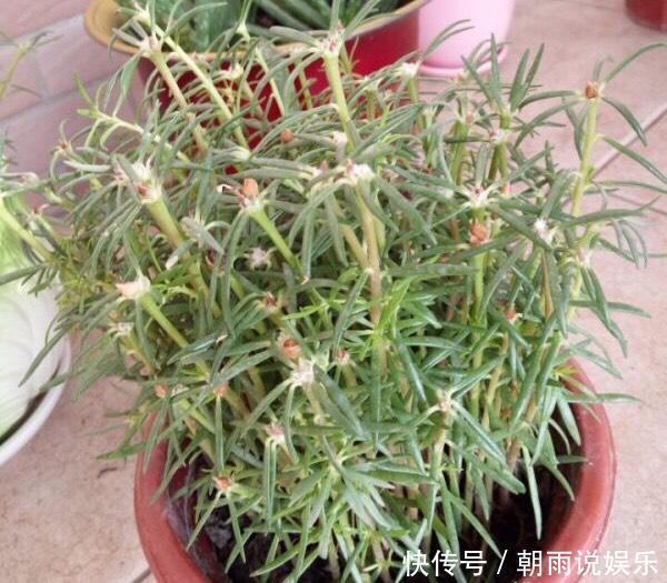 一年生|养一年生太阳花和宿根太阳花,用1招,一棵养2年,开花多变老桩