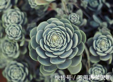 干透|多肉就养这7种,散养不用管也能呼呼长,想养死都难!