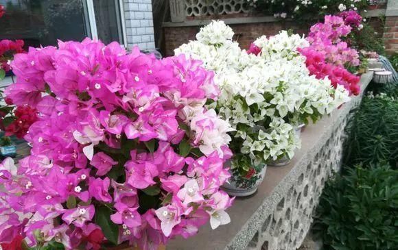 一棵长寿的花,124个花箭,开花,锅盖打开的方法