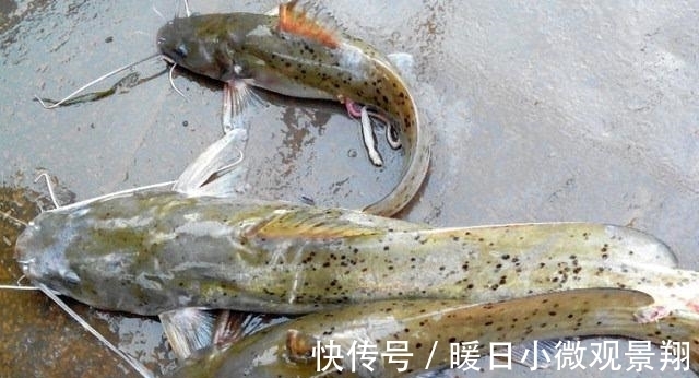 比甲鱼营养,一斤卖到300元,被誉为“淡水鱼之王”,却常被嫌弃