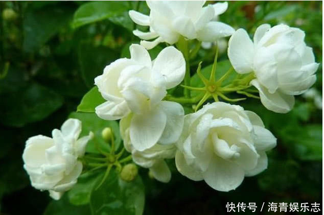 发黄|4种花夏天必须勤浇水,水分充足爆花一整夏,不然叶片发黄不开花